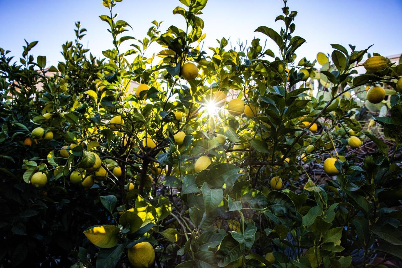 Апартаменти The Lemon Tree Вілафлор Екстер'єр фото