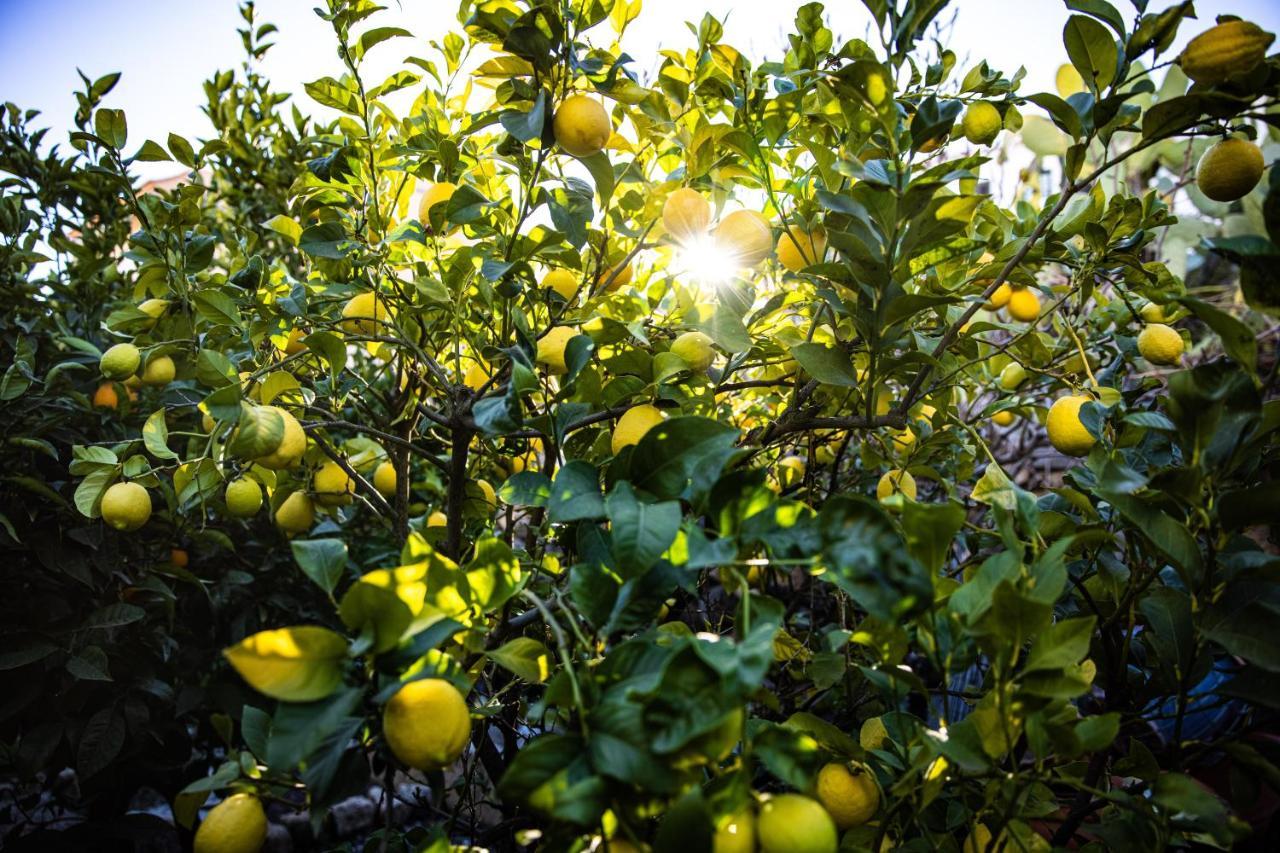 Апартаменти The Lemon Tree Вілафлор Екстер'єр фото